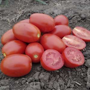 9905 F1 - томат детерминантный, Ларк Сидс (Lark Seeds), США фото, цена